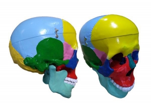 Модель "Череп" (с раскрашенными костями) - fgospostavki.ru - Казань