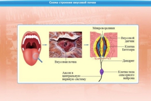 Интерактивные курсы. Биология 10 класс. Базовый. - fgospostavki.ru - Казань