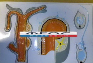 Модель барельефная "Внутреннее строение гидры" - fgospostavki.ru - Казань