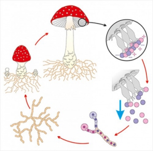 Модель-аппликация Размножение шляпочного гриба - fgospostavki.ru - Казань