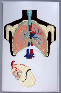Модель барельефная "Строение легких" - fgospostavki.ru - Казань