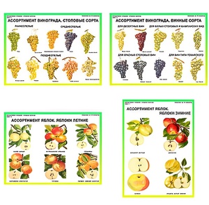Плакаты ПРОФТЕХ "Ассортимент плодово-ягодных культур" (19 пл, винил, 70х100) - fgospostavki.ru - Казань
