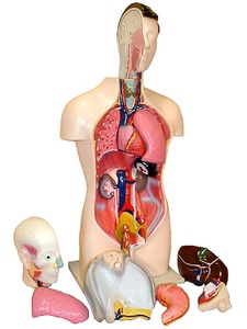 Торс человека разборный (42 см.) - fgospostavki.ru - Казань