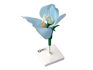 Модель цветка гороха - fgospostavki.ru - Казань