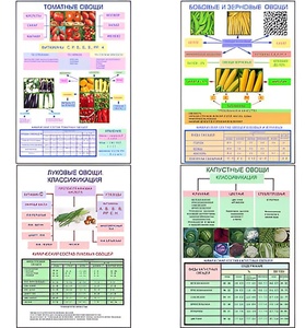 Плакаты ПРОФТЕХ "Классификация овощей" (11 пл, винил, 70х100) - fgospostavki.ru - Казань