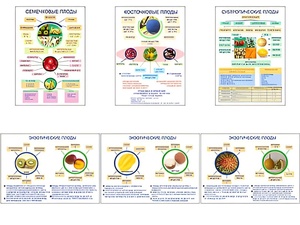 Плакаты ПРОФТЕХ "Плоды" (6 пл, винил, 70х100) - fgospostavki.ru - Казань