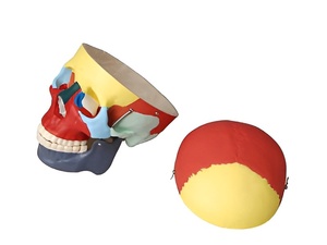 Модель "Череп человека с раскрашенными костями" - fgospostavki.ru - Казань