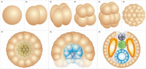 Модель-аппликация Размножение и развитие хордовых - fgospostavki.ru - Казань