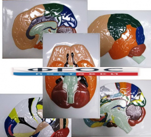 Модель барельефная "Доли, извилины, цитоархитектонические поля головного мозга" (5 планшетов) - fgospostavki.ru - Казань