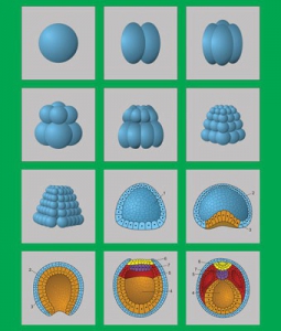 Модель-аппликация "Размножение и развитие хордовых" (набор из 12 карт) - fgospostavki.ru - Казань