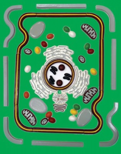 Модель-аппликация "Строение клетки" (набор из 54 пластмассовых фигур) - fgospostavki.ru - Казань