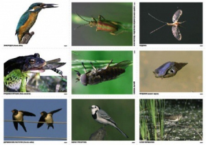 Комплект таблиц Природные зоны России. Сообщества (комплект 18 таблиц) - fgospostavki.ru - Казань