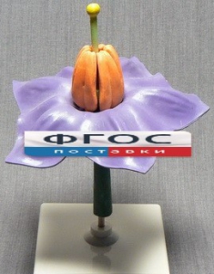 Модель "Цветок картофеля" - fgospostavki.ru - Казань