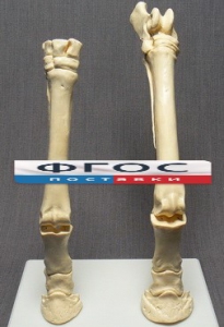 Скелет конечности лошади (передняя и задняя) на подставке - fgospostavki.ru - Казань