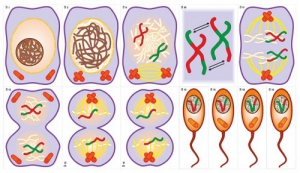 Модель-аппликация Деление клетки. Митоз и мейоз - fgospostavki.ru - Казань