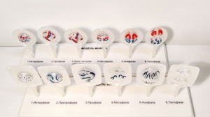 Модель "Митоз и мейоз клетки" - fgospostavki.ru - Казань