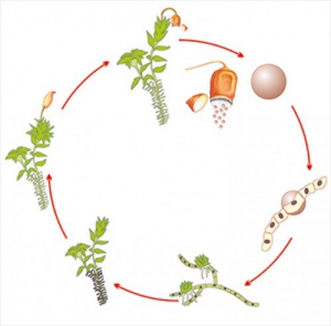 Модель-аппликация Размножение мха - fgospostavki.ru - Казань