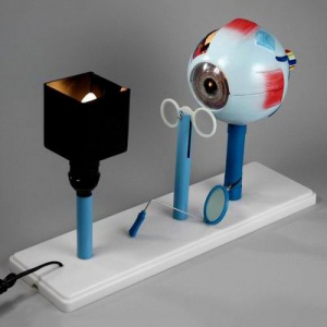 Модель "Зрение" (электрическая) - fgospostavki.ru - Казань