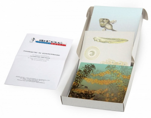 Модель-аппликация "Развитие лягушки" (набор из 10 карт) - fgospostavki.ru - Казань