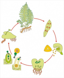 Модель-аппликация Размножение папоротника - fgospostavki.ru - Казань