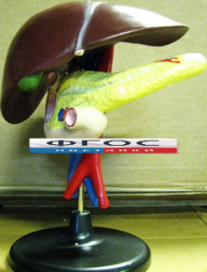 Модель "Печень". Вариант 2 - fgospostavki.ru - Казань