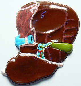 Модель барельефная "Печень" (висцеральная поверхность) - fgospostavki.ru - Казань