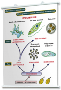 Плакаты по биологии для оформления кабинета. - fgospostavki.ru - Казань