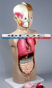 Модель Торс человека 65 сантиметров - fgospostavki.ru - Казань