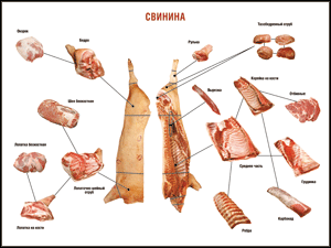 Таблица "Правила разделки мясных туш. Свинина" (100х140 сантиметров. винил) - fgospostavki.ru - Казань
