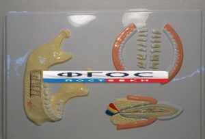 Модель барельефная "Челюсть человека" - fgospostavki.ru - Казань