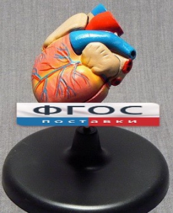 Модель "Сердце" (лабораторная) - fgospostavki.ru - Казань