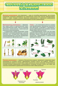 Стенд "Способы размножения растений" - fgospostavki.ru - Казань
