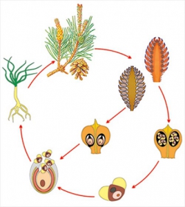 Модель-аппликация Размножение сосны - fgospostavki.ru - Казань