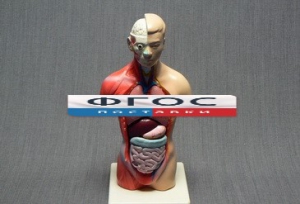 Модель Торс человека 42 сантиметра - fgospostavki.ru - Казань