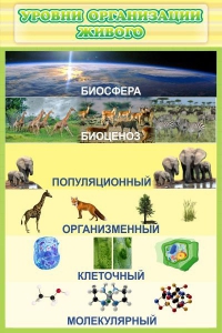 Стенд "Уровни организации живого" - fgospostavki.ru - Казань