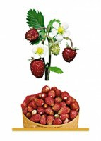 Комплект карточек "Запоминай, играй, считай" - Ягоды - fgospostavki.ru - Казань