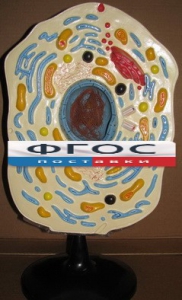 Модель "Клетка животного" - fgospostavki.ru - Казань