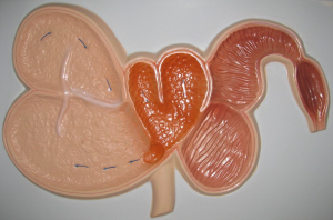 Модель барельефная "Желудок жвачного животного" - fgospostavki.ru - Казань