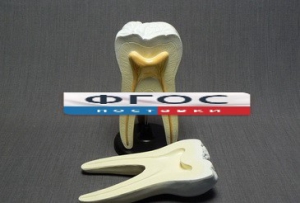 Модель "Строение зуба" - fgospostavki.ru - Казань