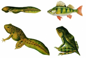 Модель-аппликация Цикл развития костной рыбы и лягушки - fgospostavki.ru - Казань