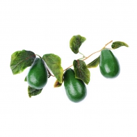 Ветка муляжей "Авокадо" - fgospostavki.ru - Казань