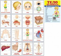 Раздаточные карточки "Тело человека" - fgospostavki.ru - Казань