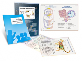 Комплект кодотранспарантов "Зоология. Млекопитающие" - fgospostavki.ru - Казань