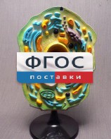 Модель "Клетка растения" - fgospostavki.ru - Казань