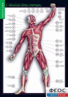 Комплект таблиц. Биология. Строение тела человека. - fgospostavki.ru - Казань