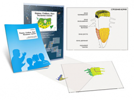 Комплект кодотранспарантов "Корень. Стебель. Лист (Внутреннее строение)" - fgospostavki.ru - Казань