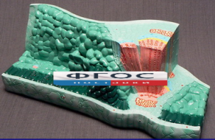 Модель "Структура листа" - fgospostavki.ru - Казань