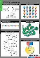 Комплект таблиц. Биология. Химия клетки. - fgospostavki.ru - Казань