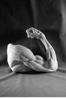 Рука согнутая в локте (гипс) - fgospostavki.ru - Казань