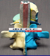 Модель "Части позвоночника человека" - fgospostavki.ru - Казань